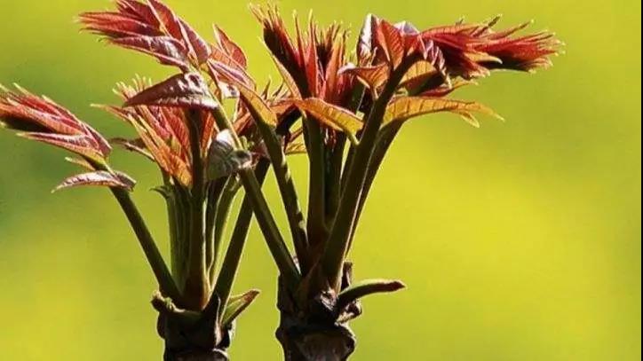 今日谷雨丨雨生百谷,万物逢时,告别最后的春天!